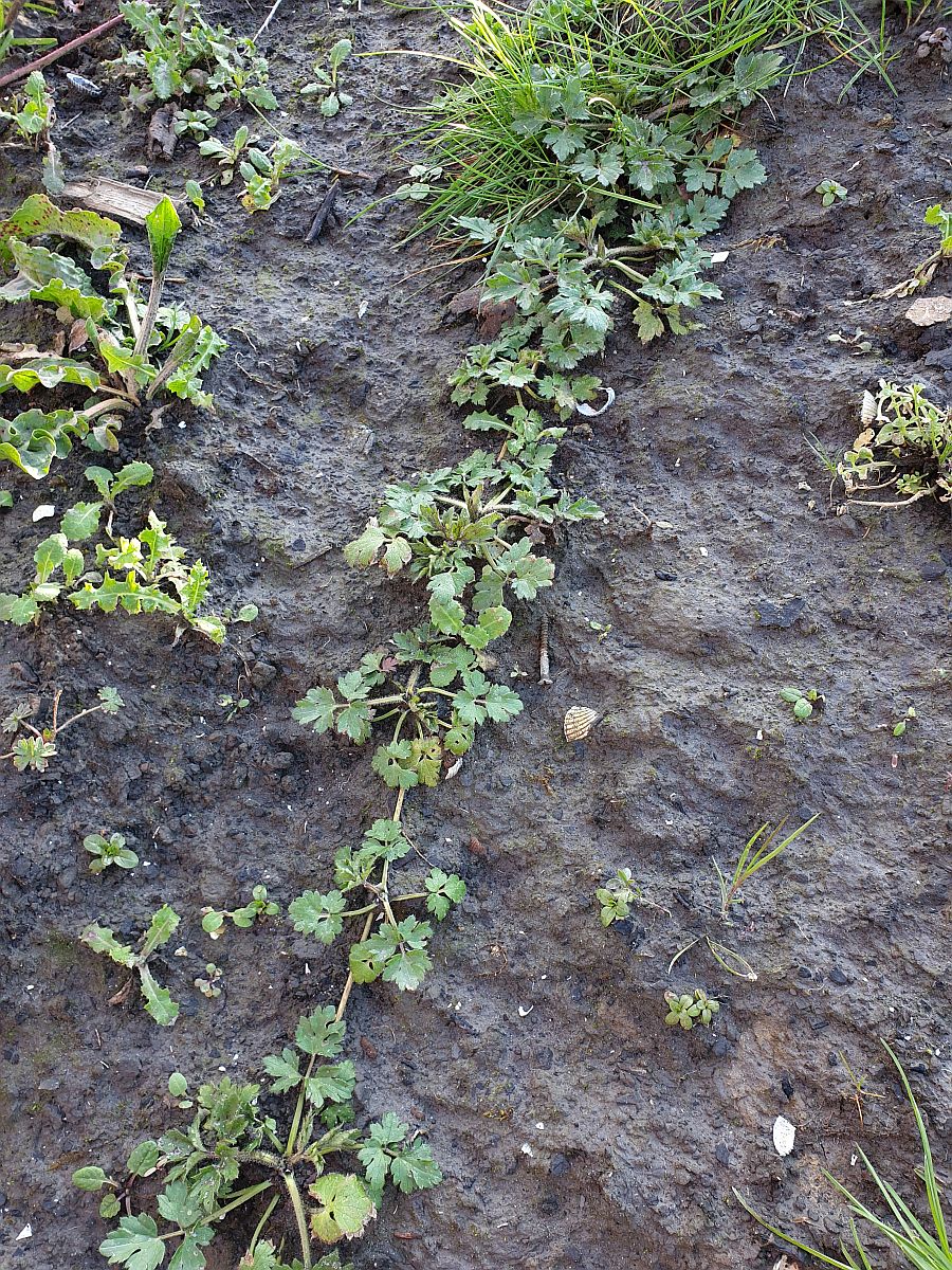 Ranunculus repens (door Hanneke Waller)