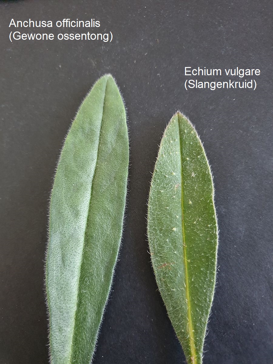 Echium vulgare (door Hanneke Waller)