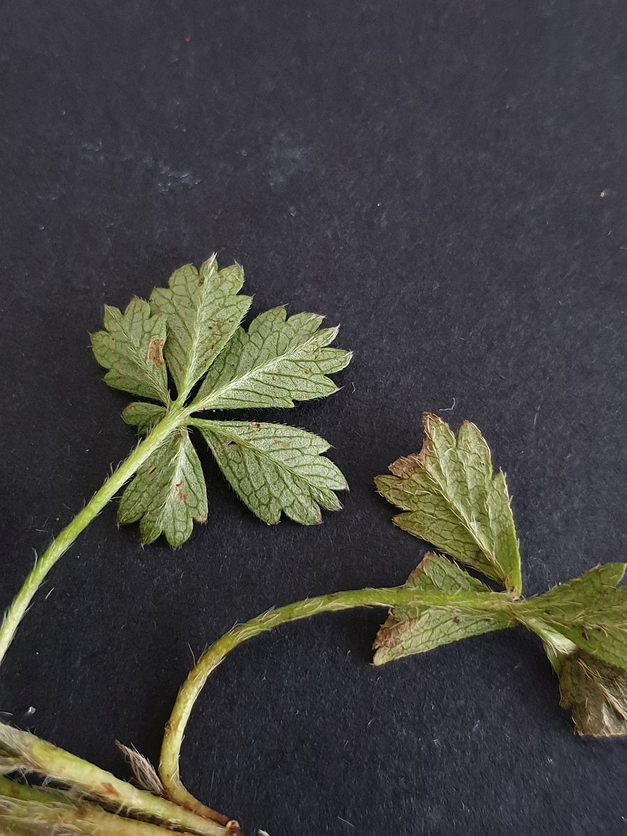 Potentilla verna (door Hanneke Waller)