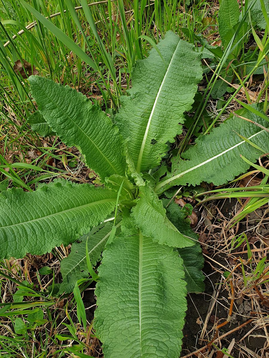 Dipsacus laciniatus (door Hanneke Waller)