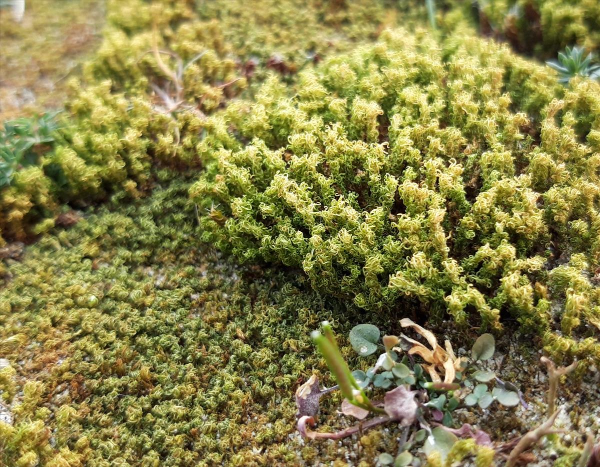 Pleurochaete squarrosa (door Maarten Langbroek)