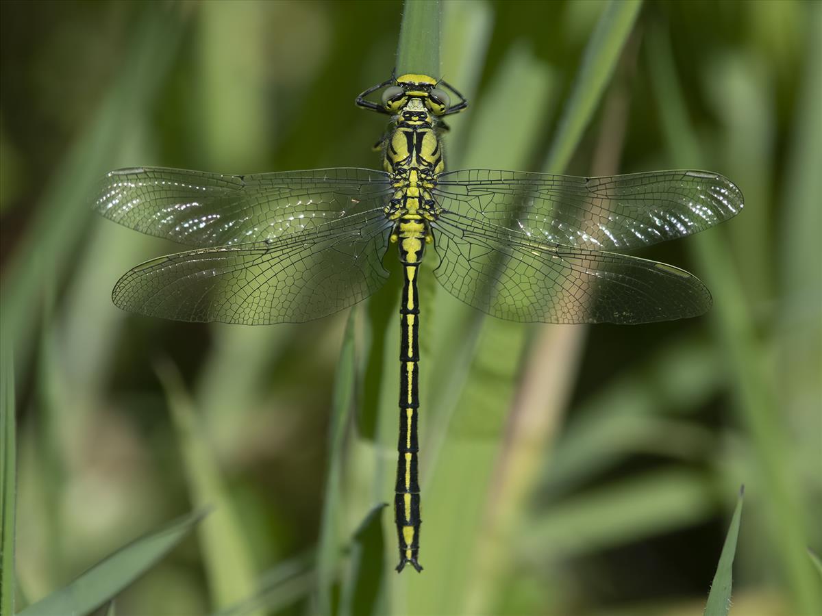 Gomphus pulchellus (door André den Ouden)