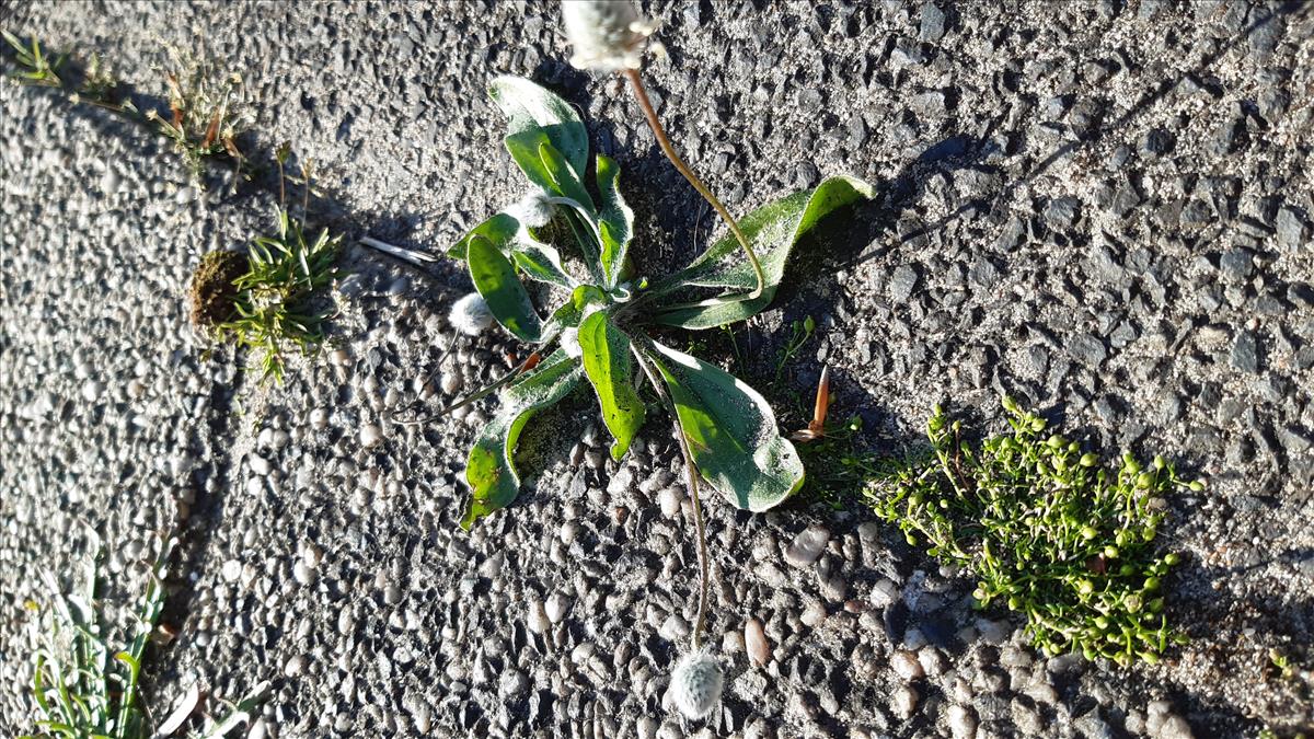 Plantago lagopus (door Martin Westra)