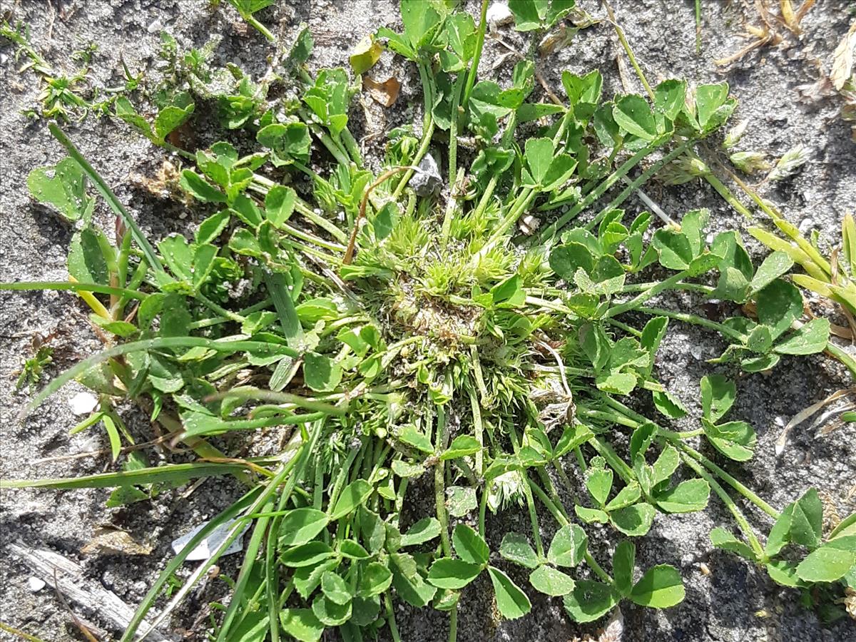 Trifolium suffocatum (door Hinko Talsma)