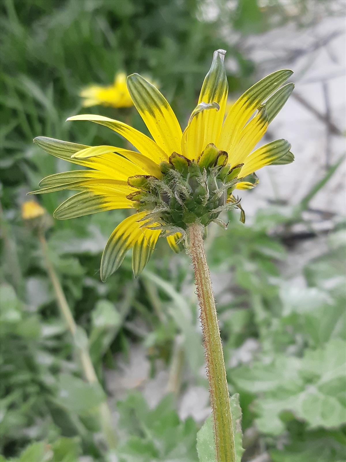 Arctotheca calendula (door Hinko Talsma)