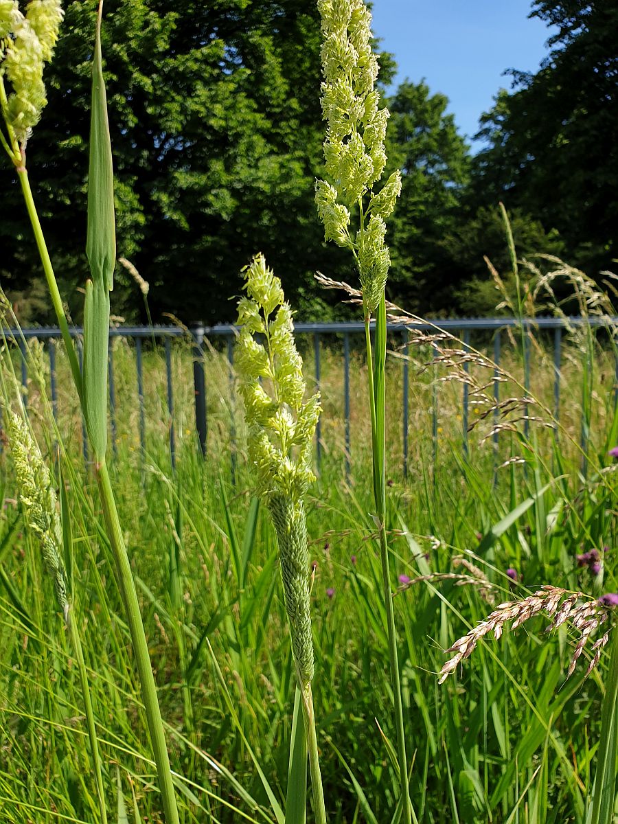 Phalaris arundinacea (door Hanneke Waller)