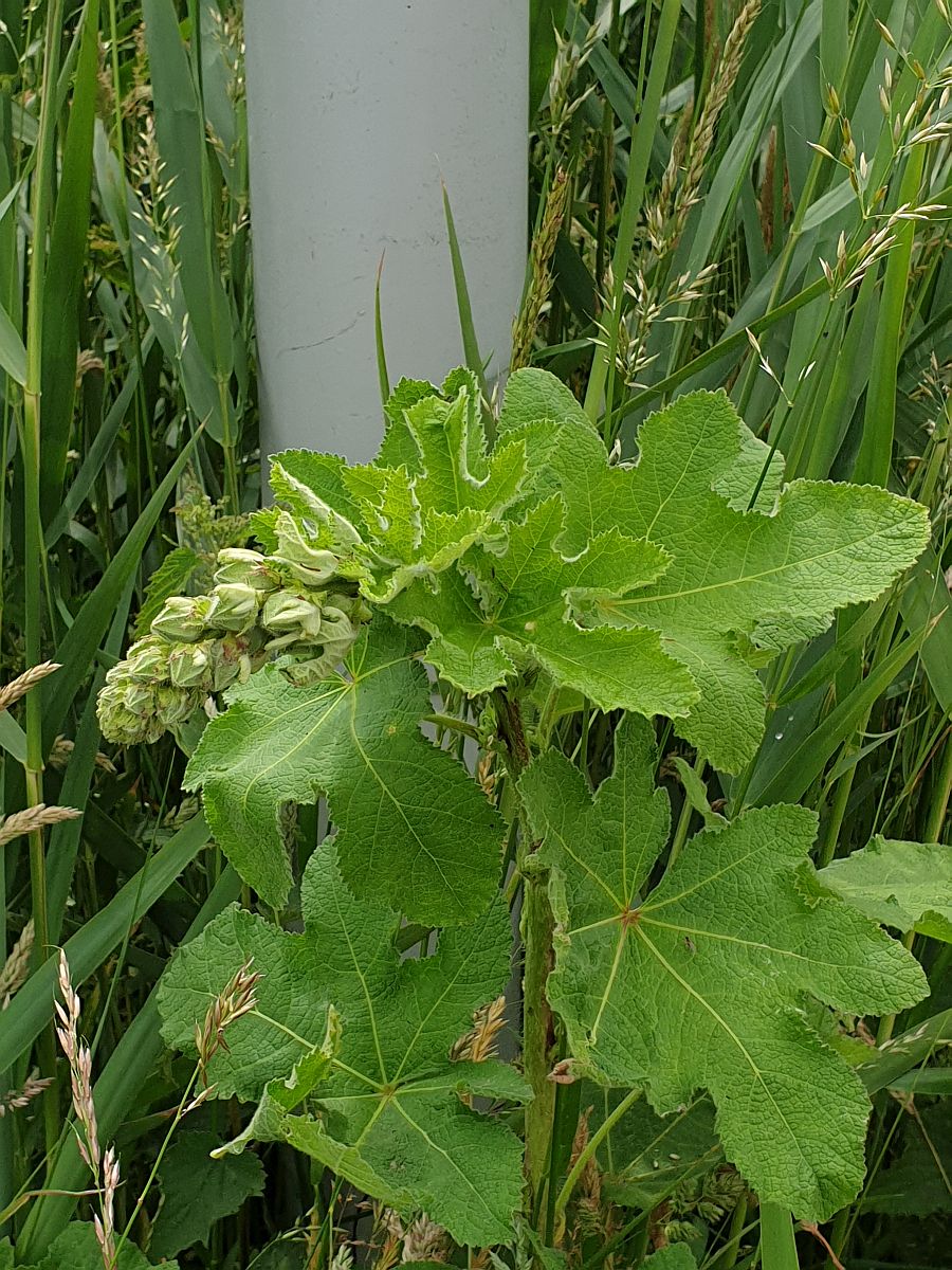 Alcea rosea (door Hanneke Waller)