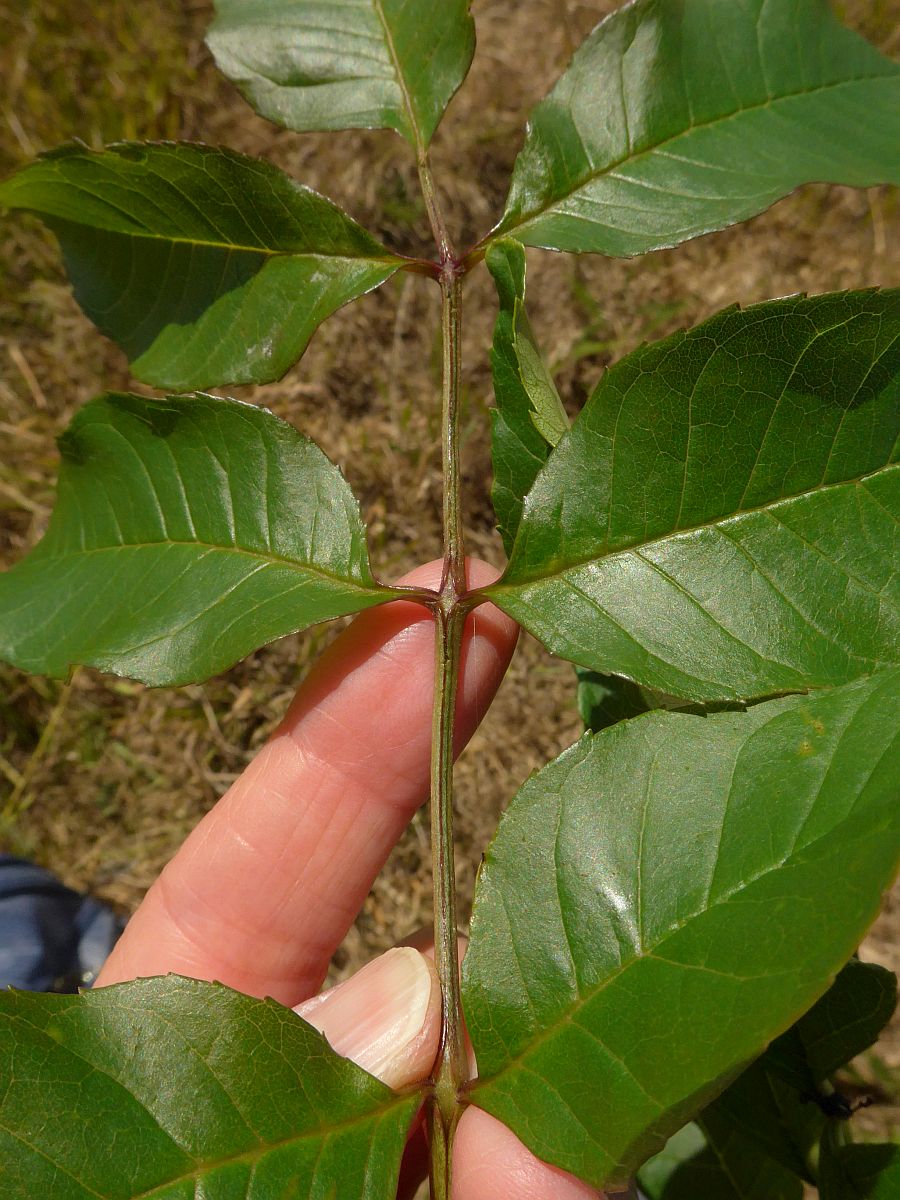 Fraxinus excelsior (door Hanneke Waller)