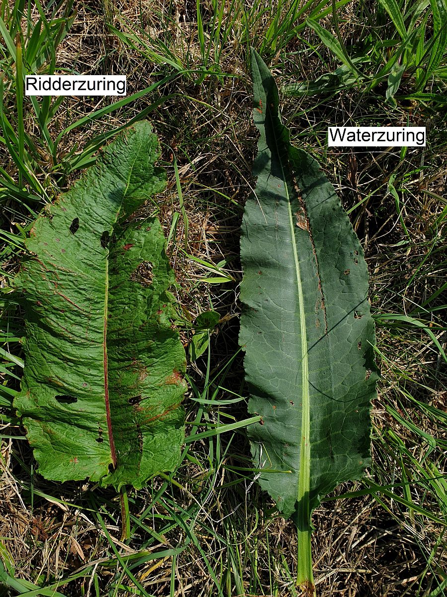 Rumex obtusifolius (door Hanneke Waller)