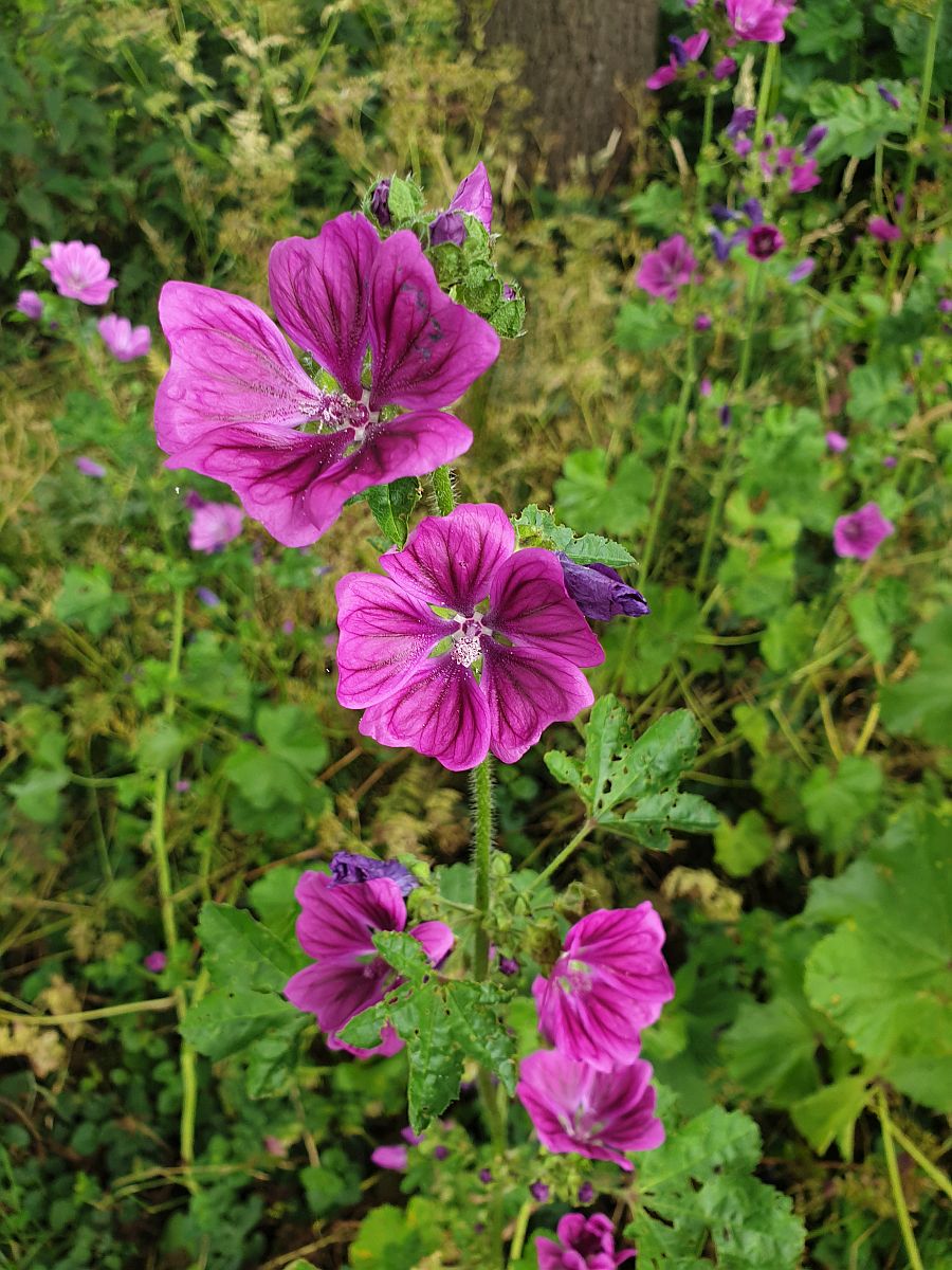 Malva sylvestris var. mauritiana (door Hanneke Waller)