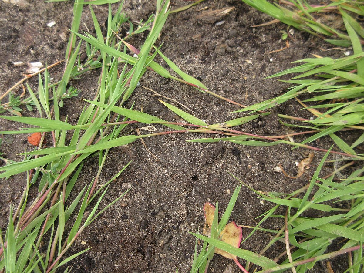 Agrostis stolonifera (door Hanneke Waller)