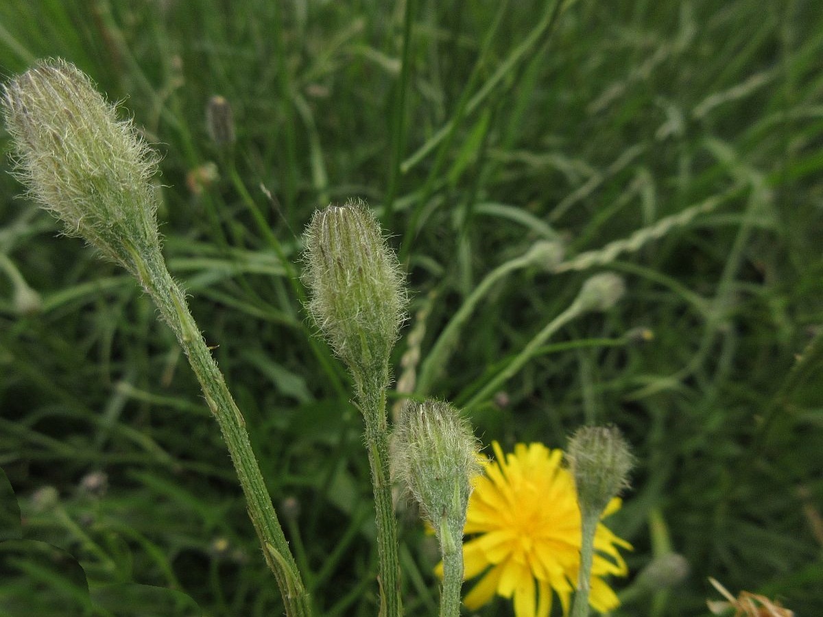 Scorzoneroides autumnalis (door Hanneke Waller)