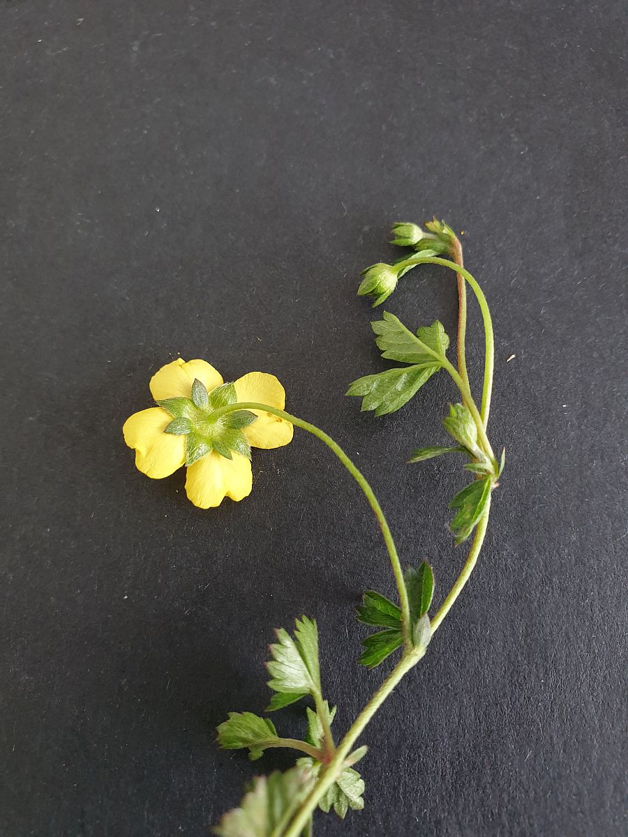 Potentilla anglica (door Hanneke Waller)