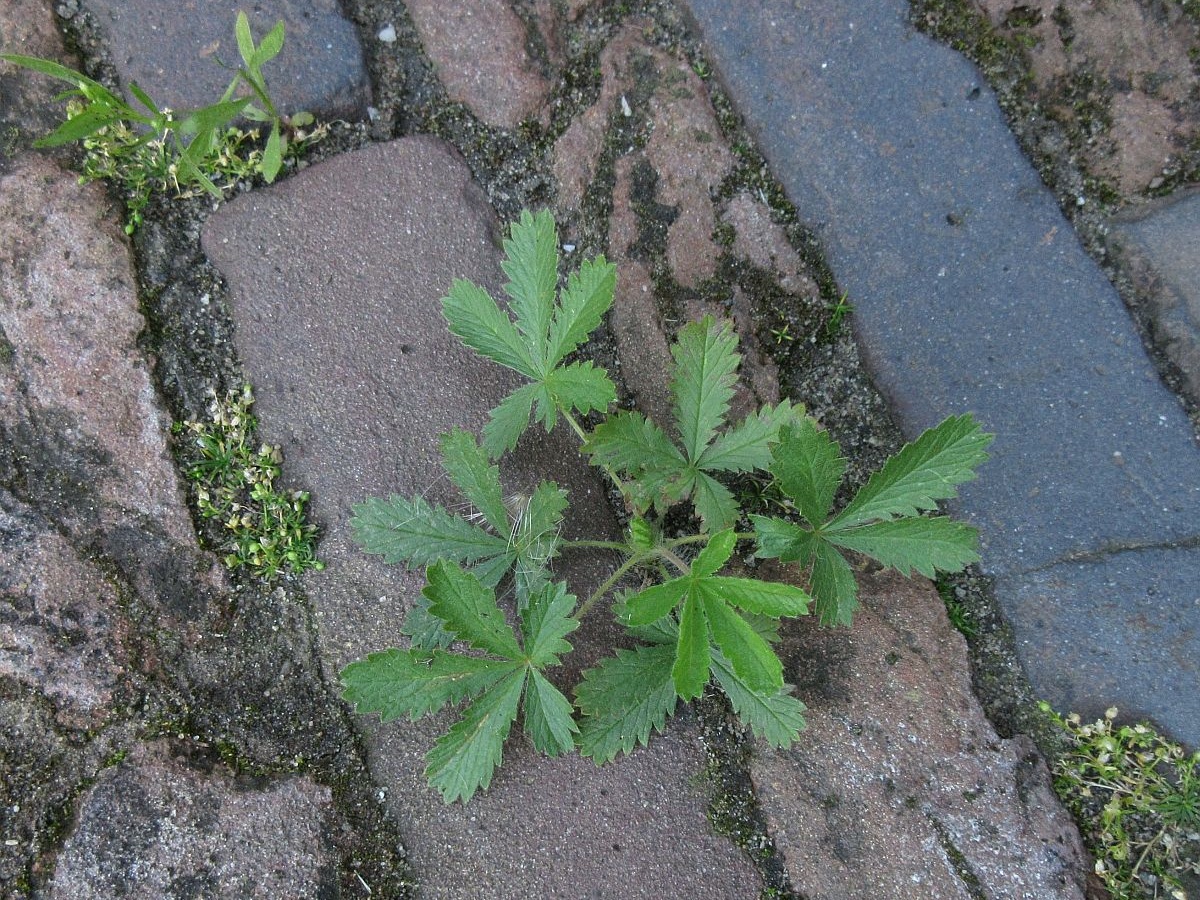 Potentilla recta (door Hanneke Waller)