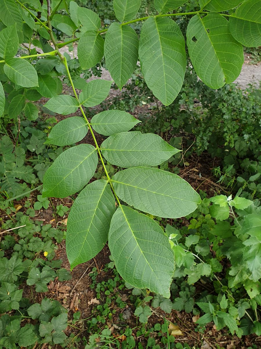 Juglans regia (door Hanneke Waller)