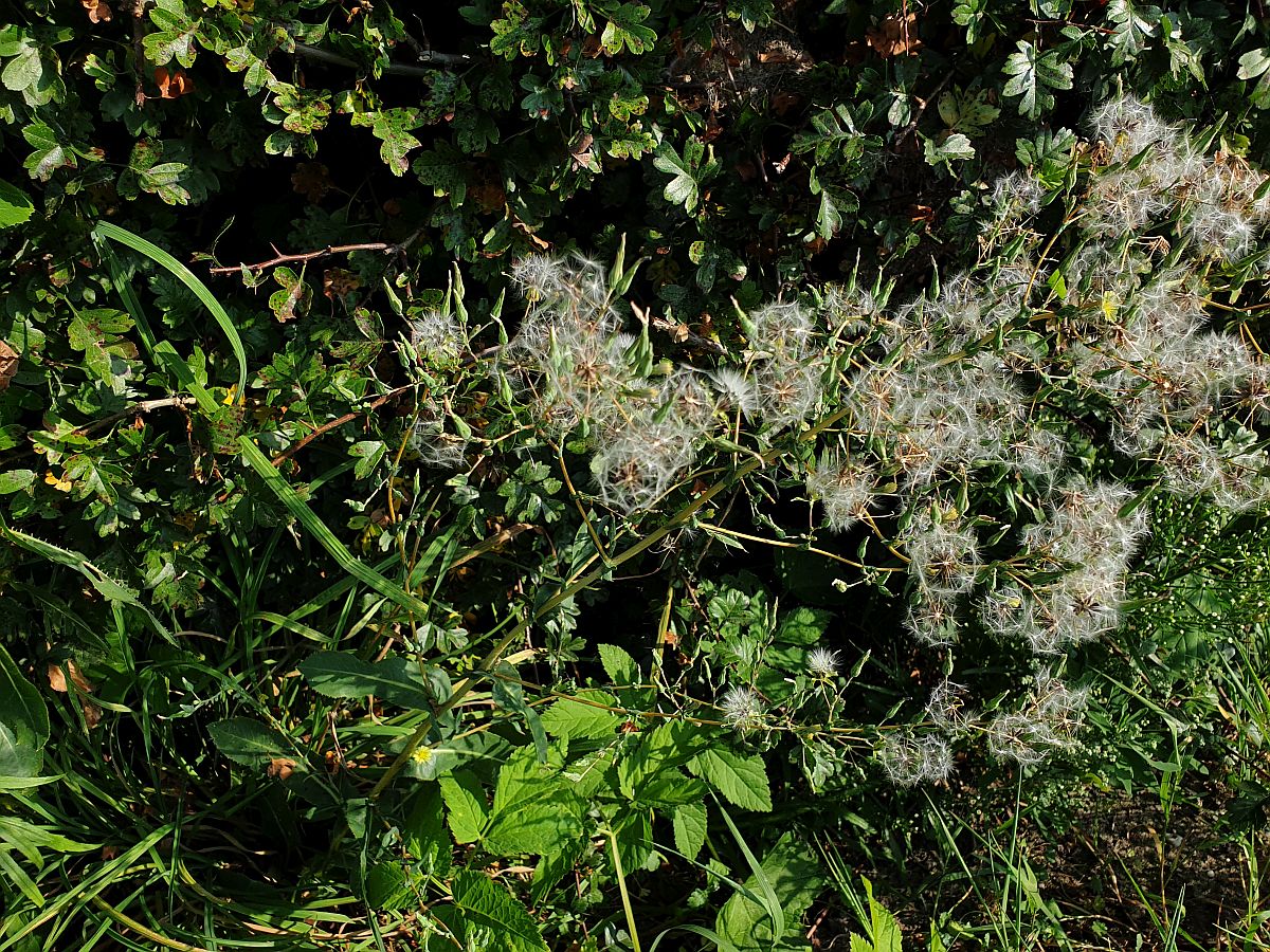 Lactuca serriola f. integrifolia (door Hanneke Waller)