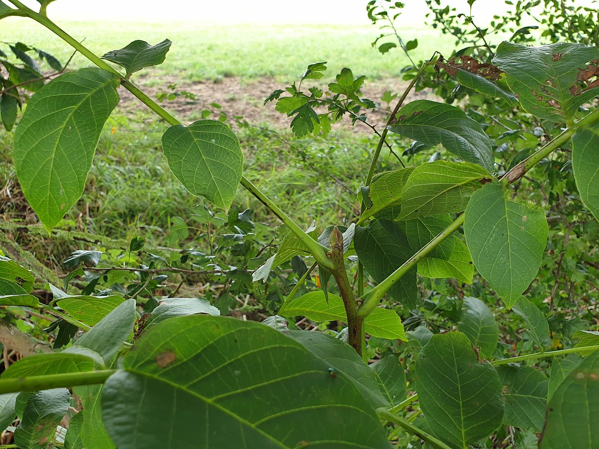 Juglans regia (door Hanneke Waller)