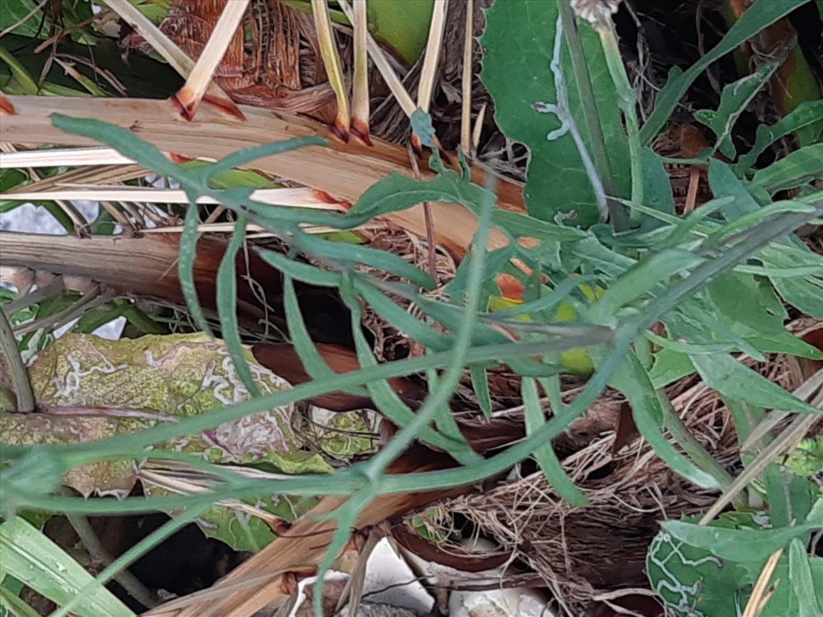 Sonchus tenerrimus (door Hinko Talsma)