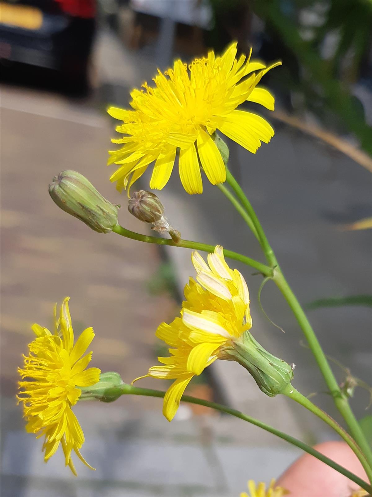 Sonchus tenerrimus (door Hinko Talsma)