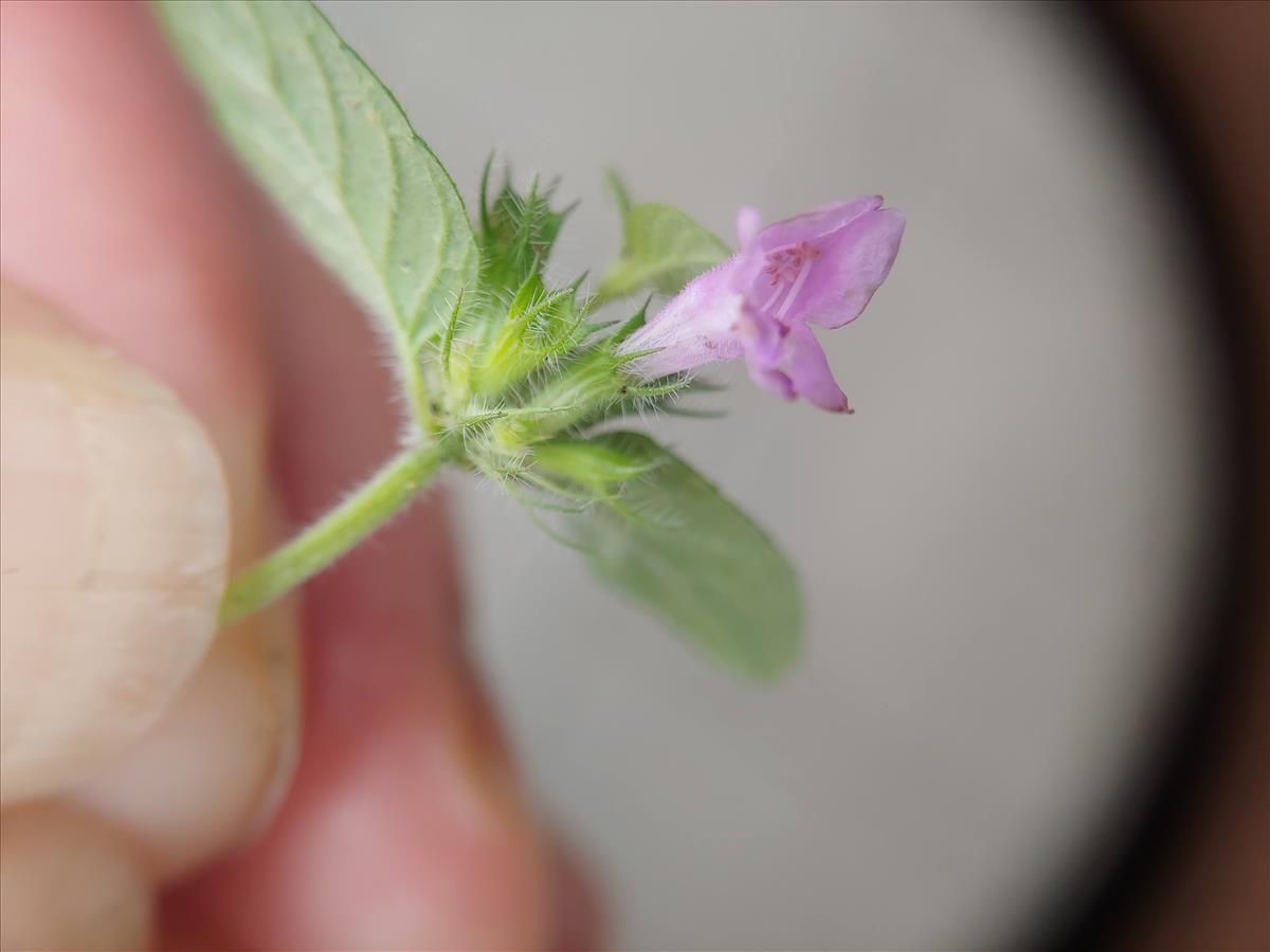 Clinopodium vulgare (door Peter Wetzels)