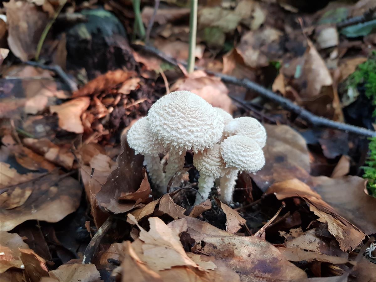 Cystolepiota adulterina (door Christiane Baethcke)