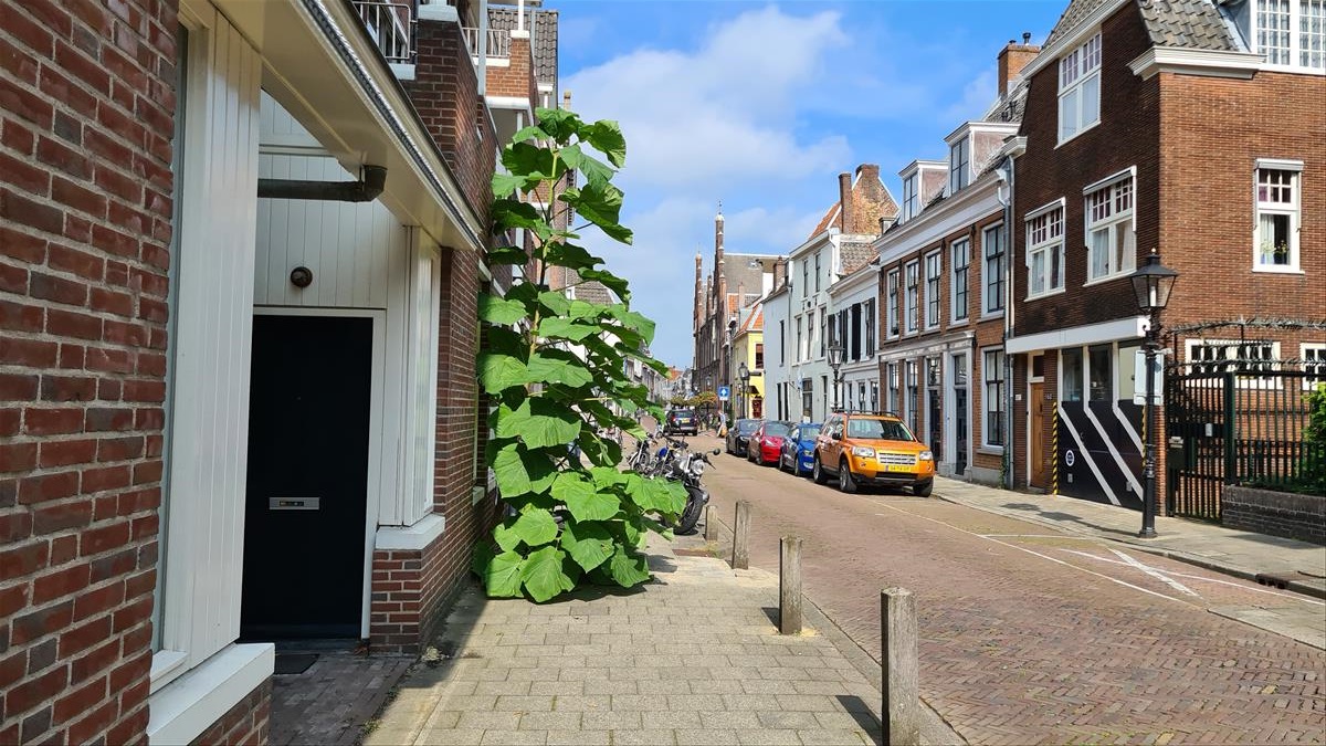 Paulownia tomentosa (door Laurens Sparrius)