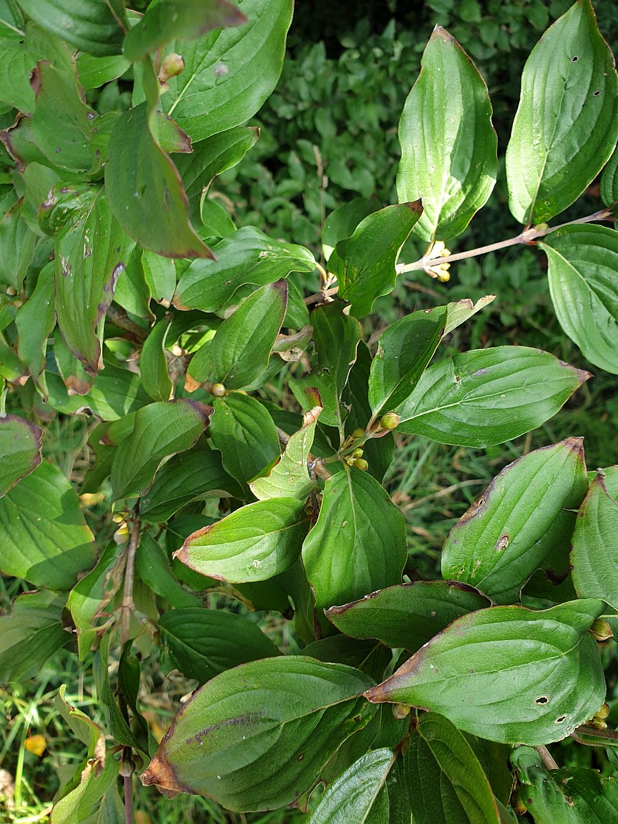 Cornus mas (door Hanneke Waller)