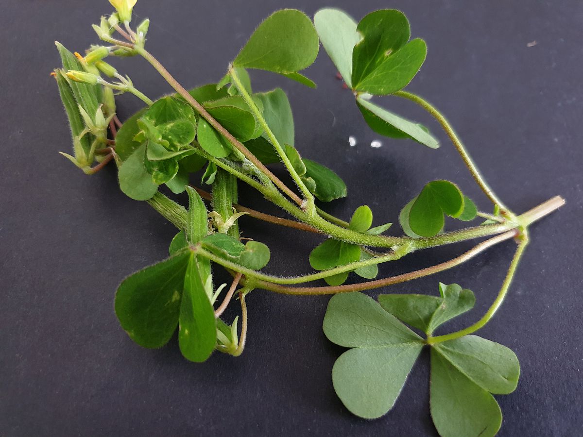 Oxalis dillenii (door Hanneke Waller)