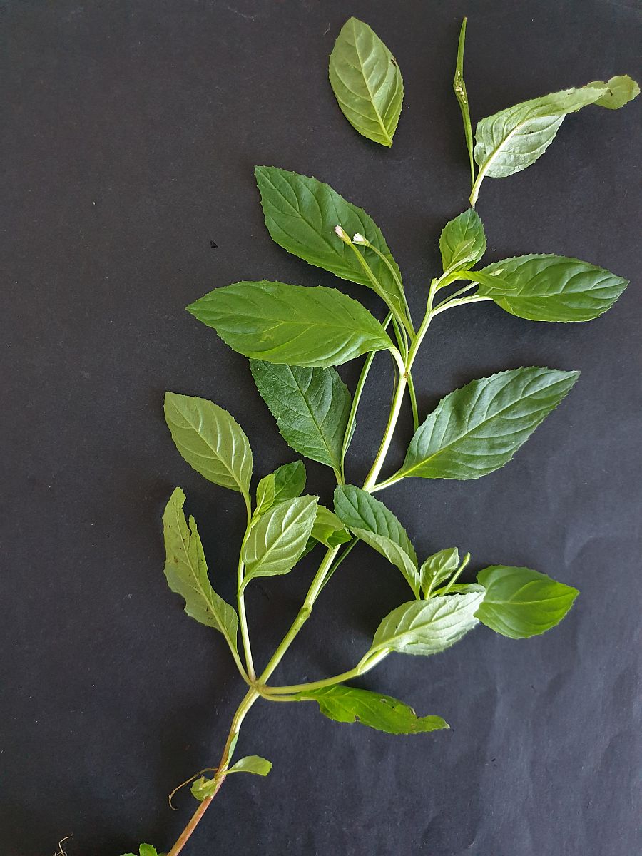 Epilobium roseum (door Hanneke Waller)