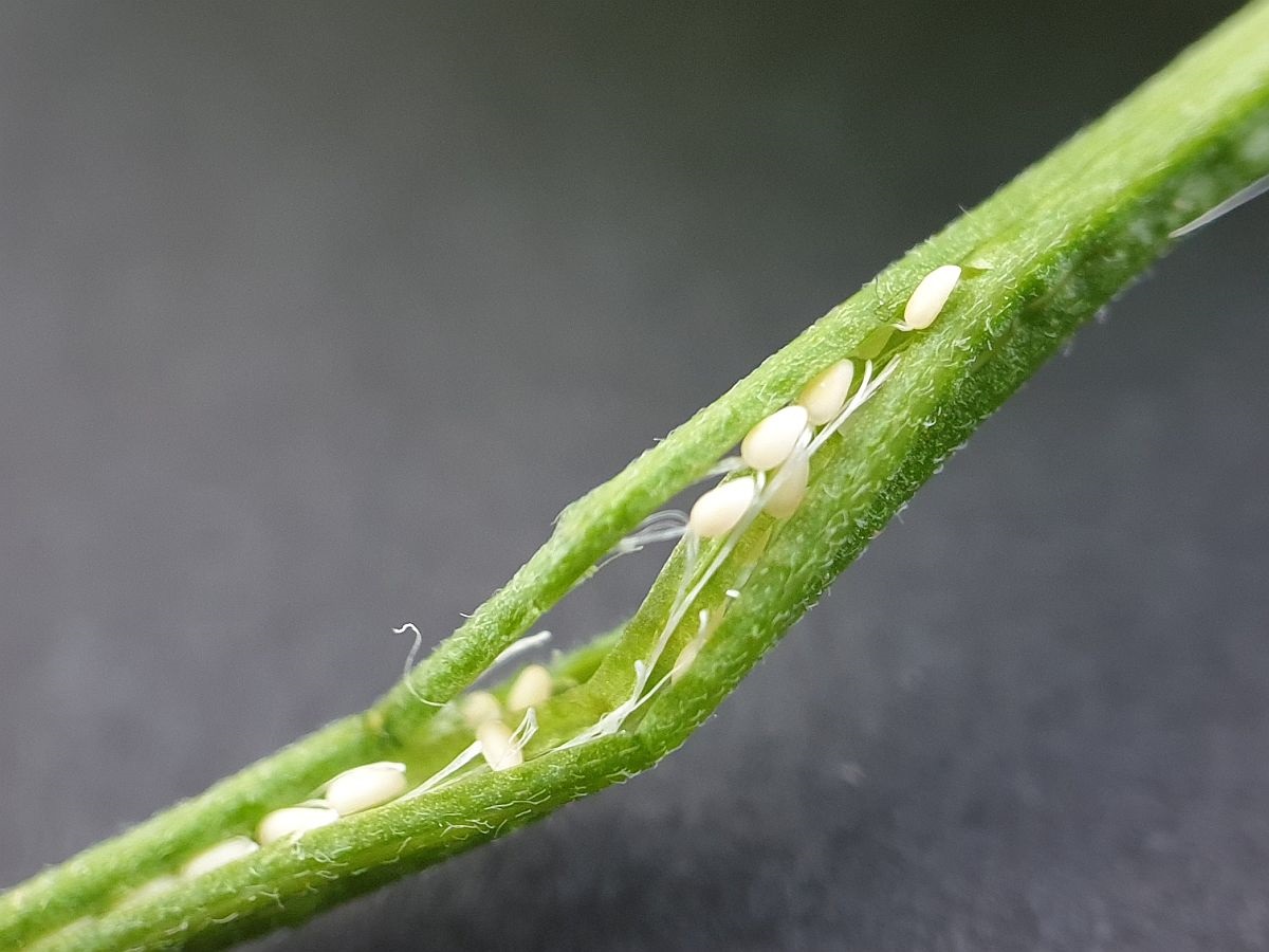 Epilobium roseum (door Hanneke Waller)