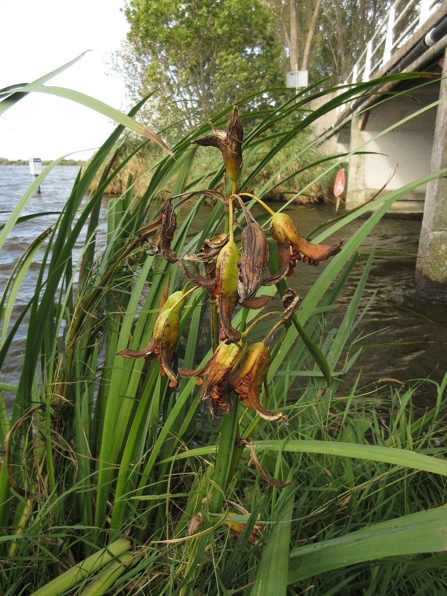 Iris pseudacorus (door Hanneke Waller)