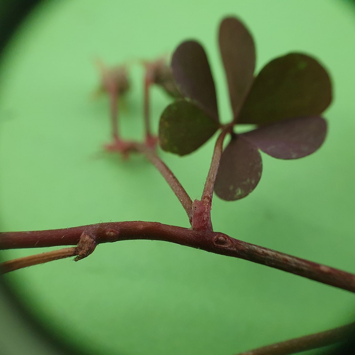 Oxalis corniculata (door Hanneke Waller)