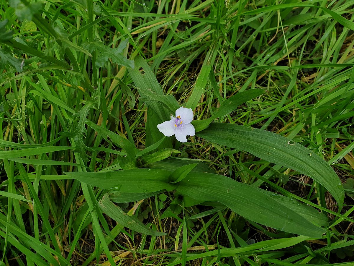 Tradescantia virginiana (door Hanneke Waller)