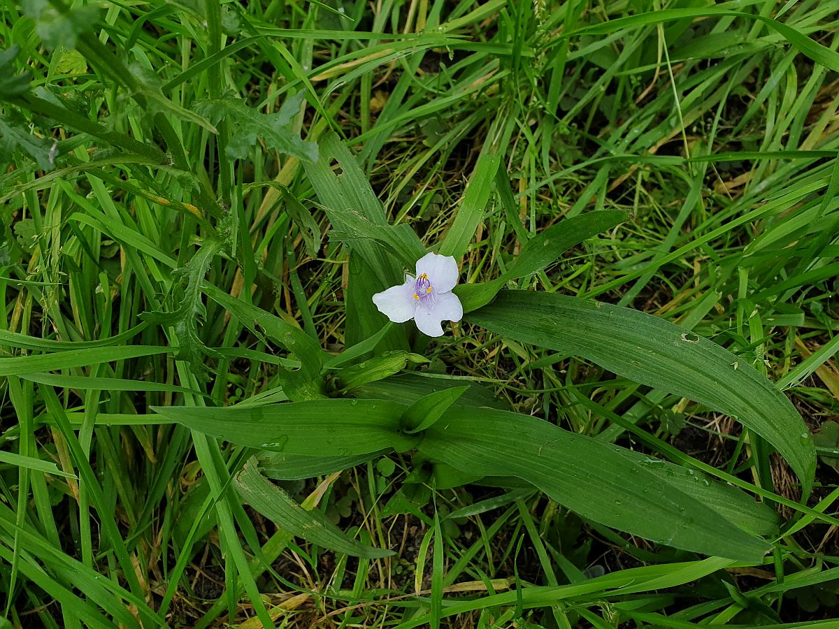 Tradescantia virginiana (door Hanneke Waller)