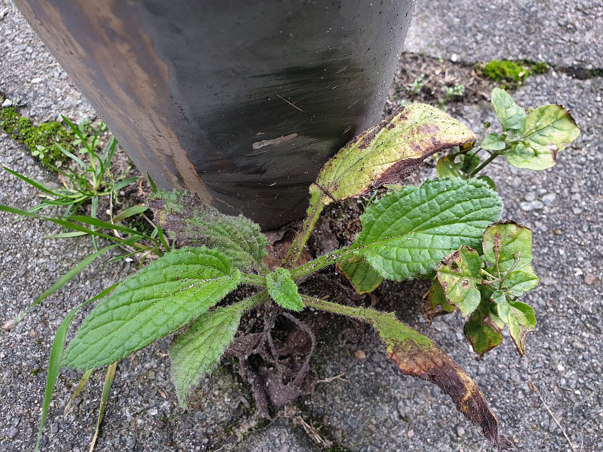 Borago officinalis (door Hanneke Waller)