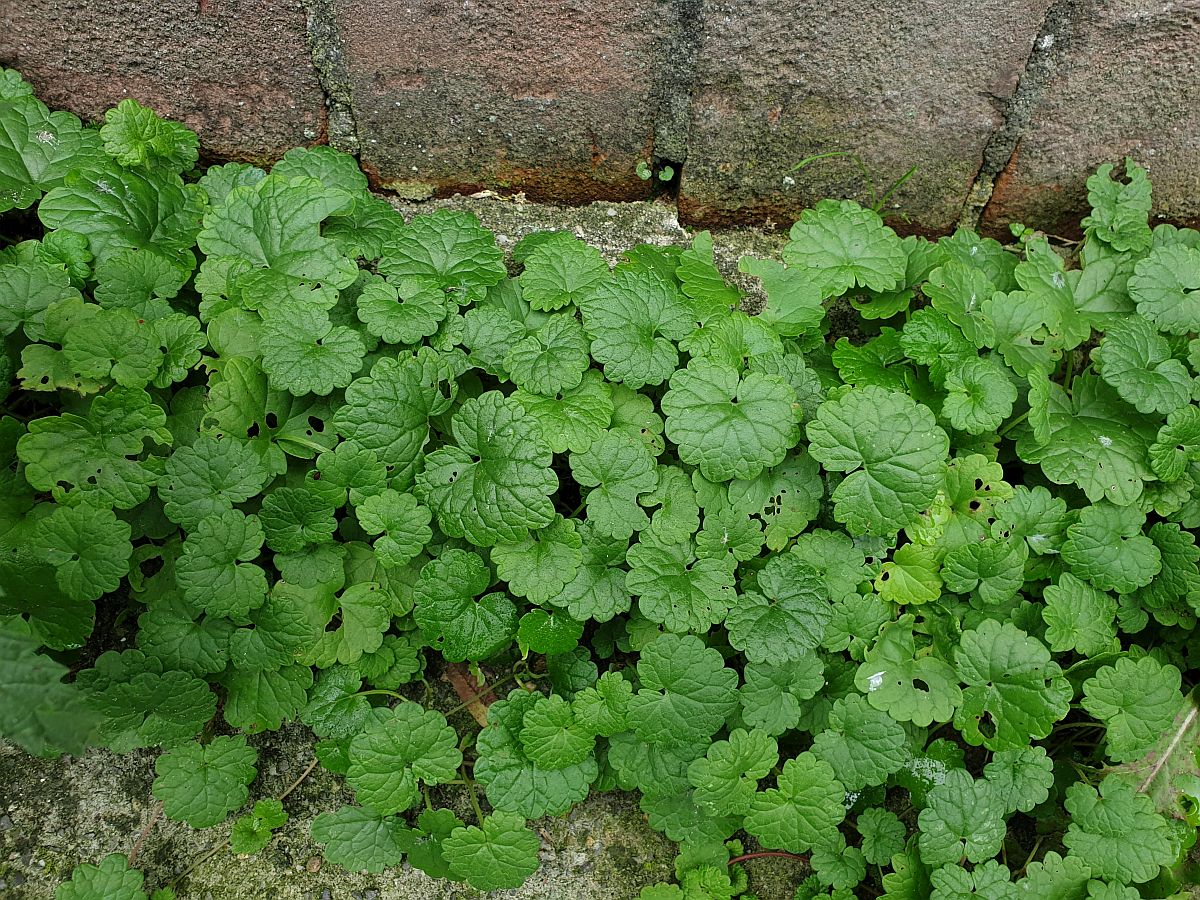 Glechoma hederacea (door Hanneke Waller)