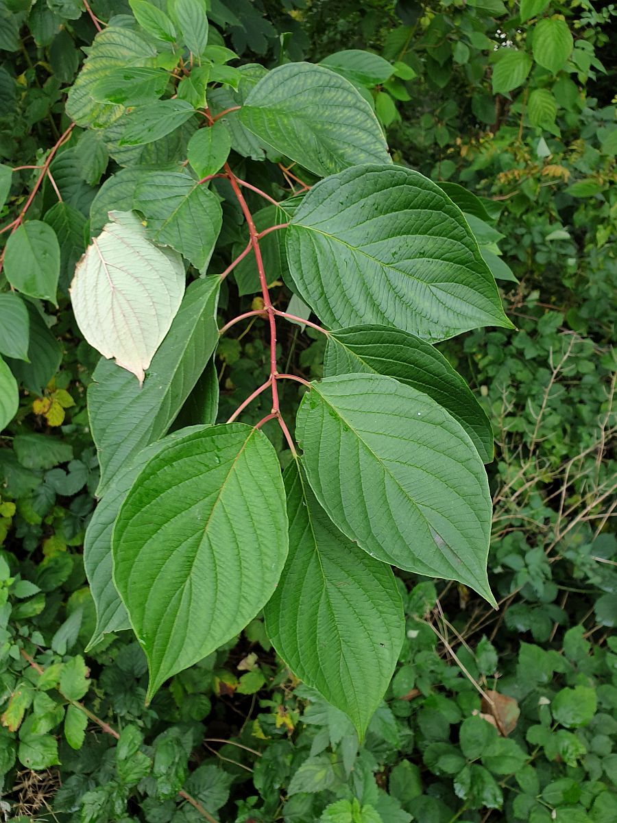 Cornus sericea (door Hanneke Waller)