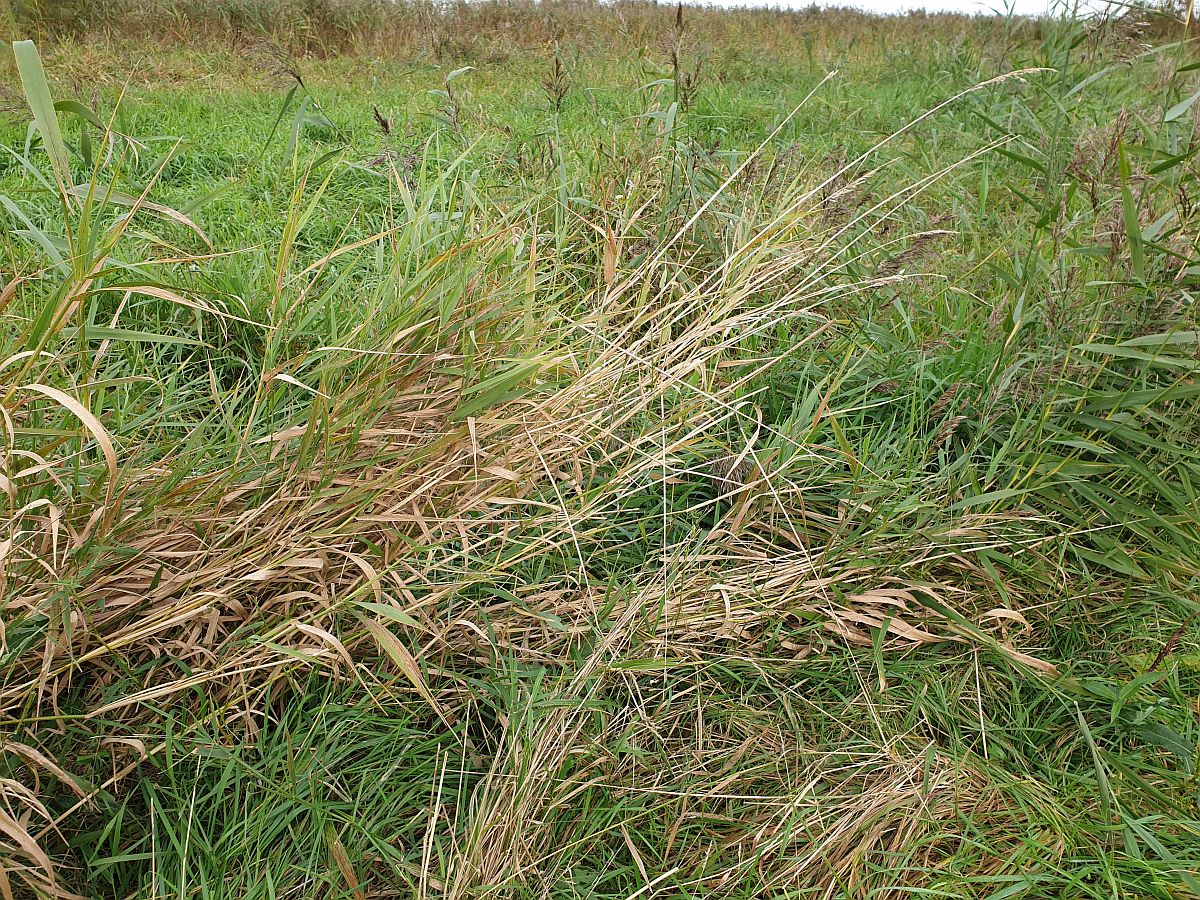 Phalaris arundinacea (door Hanneke Waller)