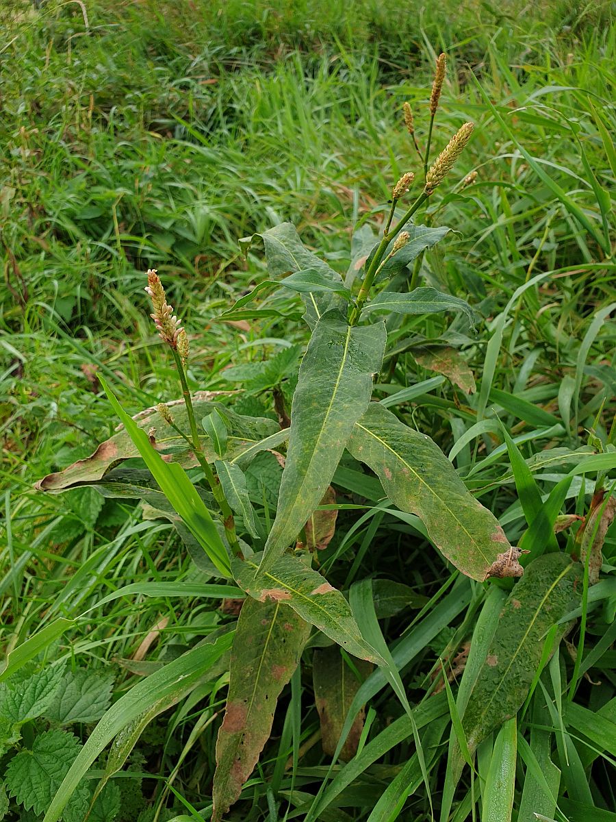 Persicaria amphibia (door Hanneke Waller)