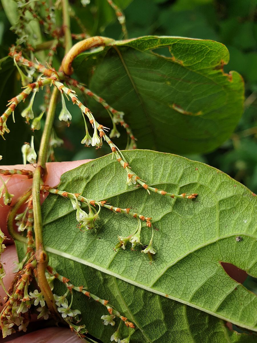 Fallopia japonica (door Hanneke Waller)