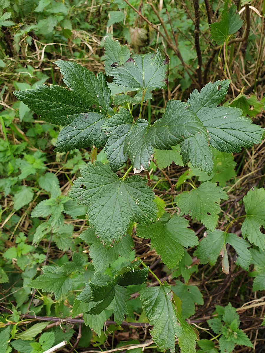 Ribes nigrum (door Hanneke Waller)