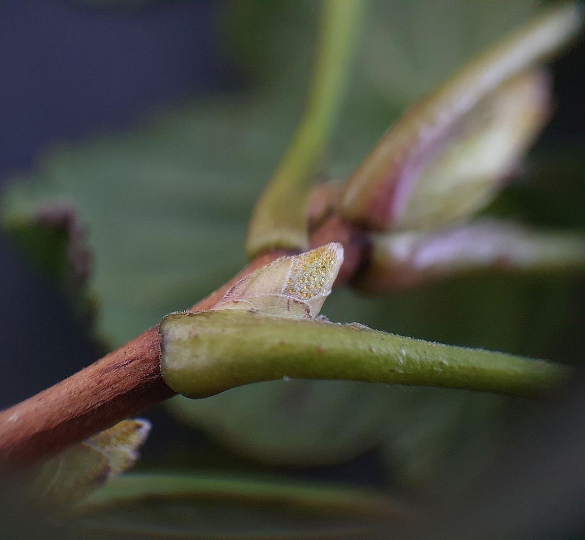 Ribes nigrum (door Hanneke Waller)