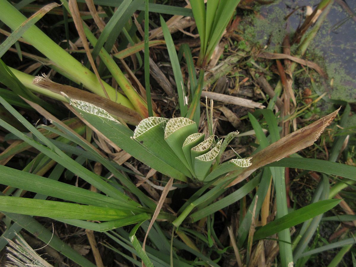 Typha latifolia (door Hanneke Waller)