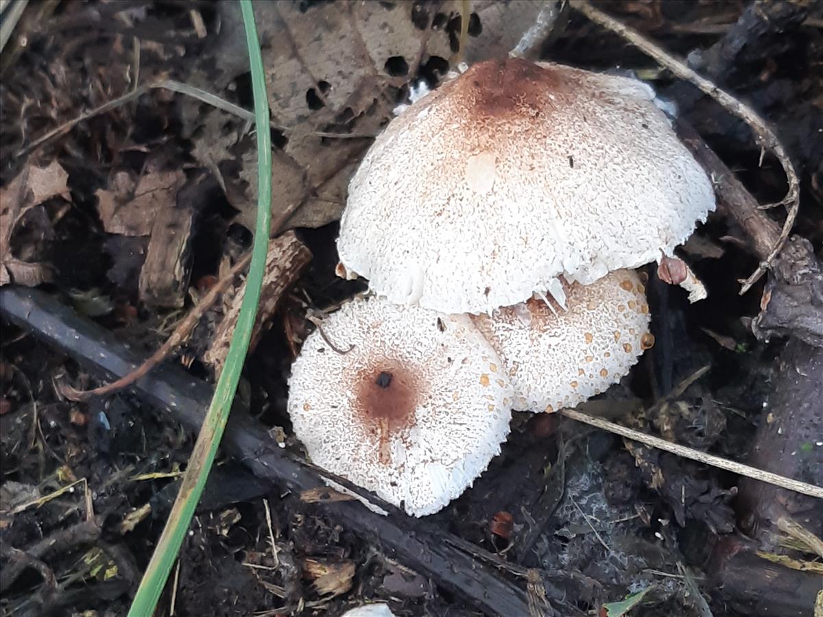 Leucoagaricus tener (door Hinko Talsma)