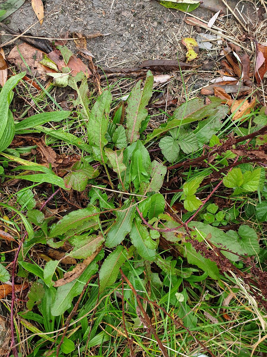 Rumex x pratensis (door Hanneke Waller)