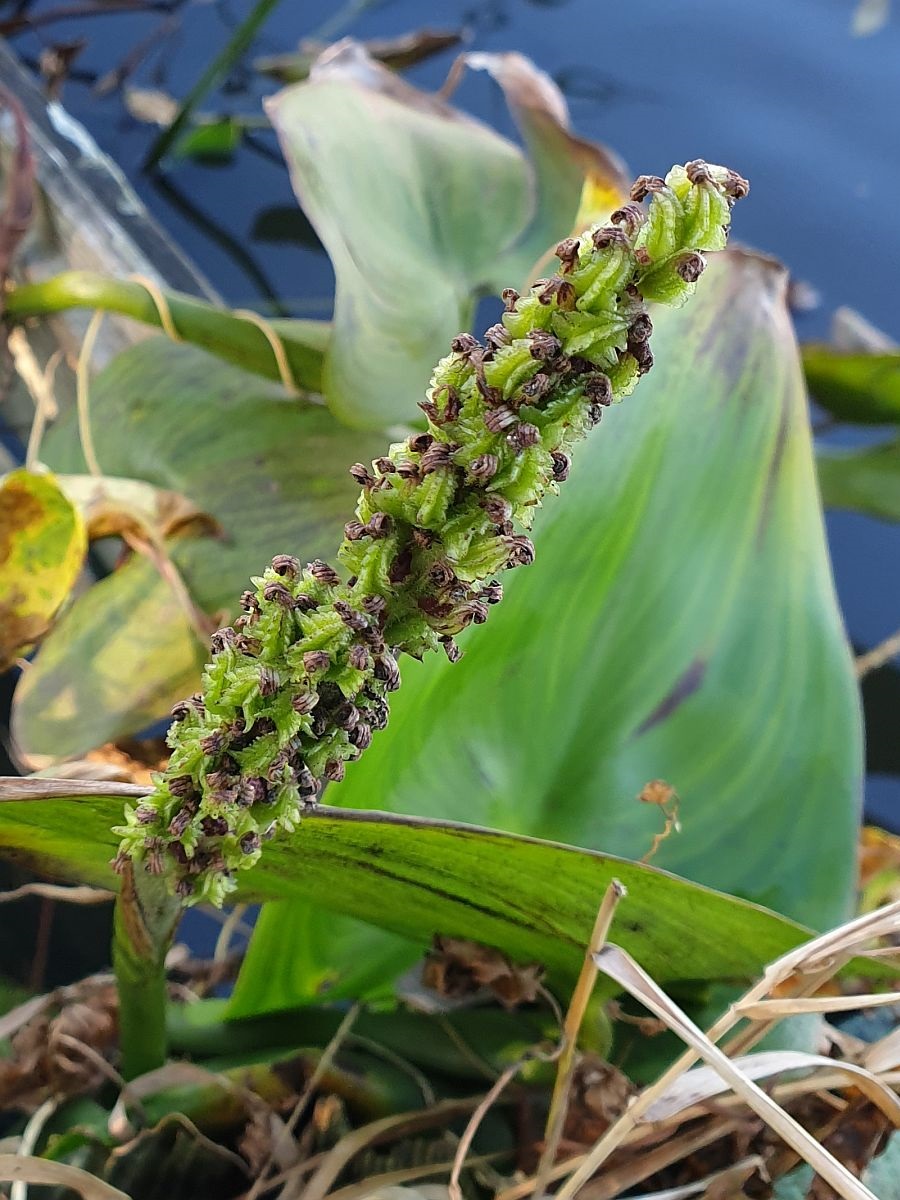 Pontederia cordata (door Hanneke Waller)