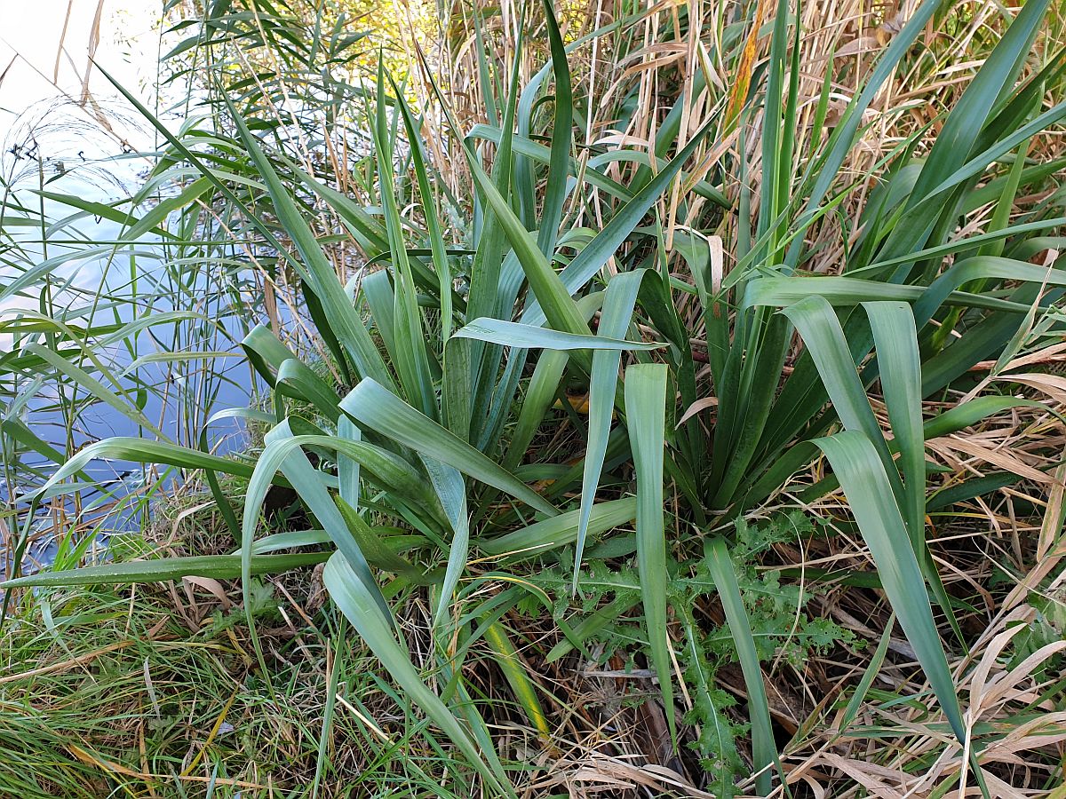 Yucca gloriosa (door Hanneke Waller)