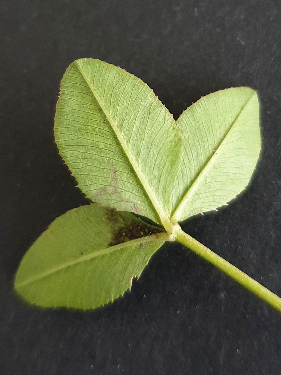 Trifolium hybridum subsp. hybridum (door Hanneke Waller)