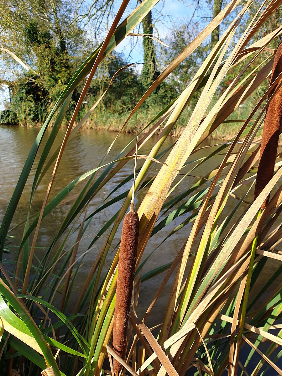 Typha x glauca (door Hanneke Waller)