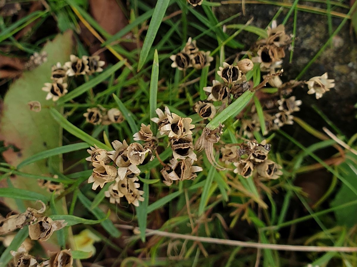 Linaria vulgaris (door Hanneke Waller)